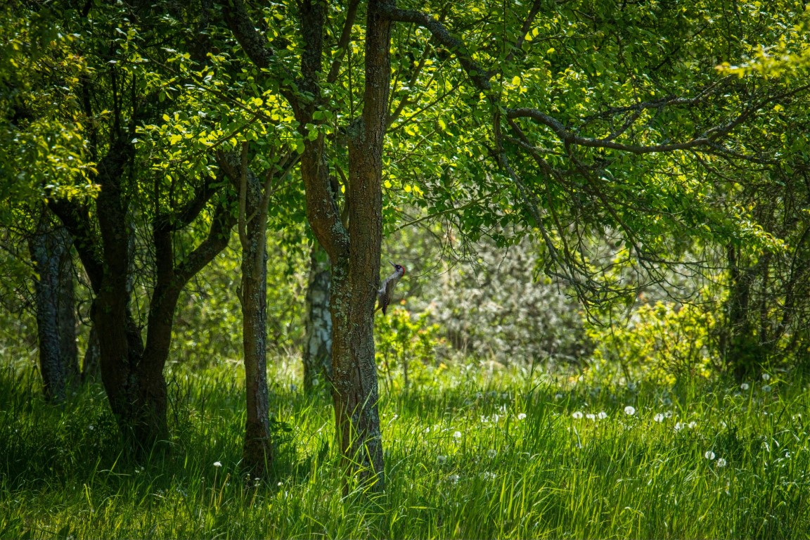 Natuurbegraafplaats nabij Rotterdam Zuid Holland graf in bos eeuwig durend gras in natuur hoekse waard